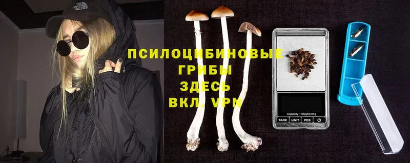 Галлюциногенные грибы Psilocybe  купить наркотики цена  Артёмовск 